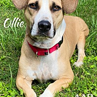 Corgi Puppies For Sale In Conroe Texas Adoptapet Com