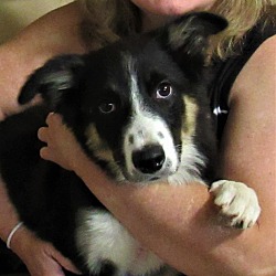 Photo of Rosie "She has been Adopted"