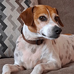 Photo of Oakley (Sweetest Fella)