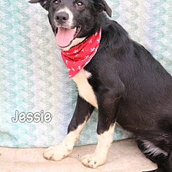 Thumbnail photo of Jessie #1