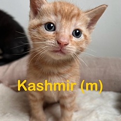 Photo of KASHMIR (m) Kitten