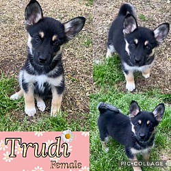 Photo of Trudi Adoption Pending