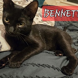 Thumbnail photo of BENNETT #3