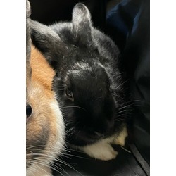 Thumbnail photo of Cookie (Cocoa Adoption Center) #1