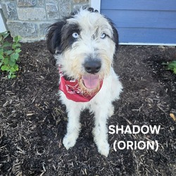 Thumbnail photo of Shadow (Orion) #2