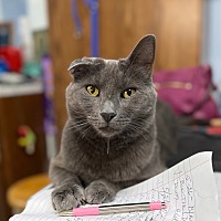 adopt a pet