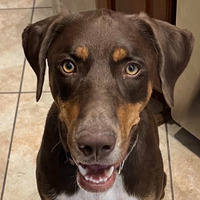 adopt-pet