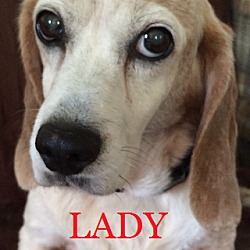 Thumbnail photo of LADY DAISY #1