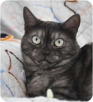 Davis Ca American Shorthair Meet Coy Smoke Sisters A Pet For