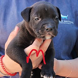 Photo of Lab Boxer mix puppies
