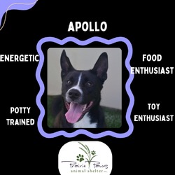 Thumbnail photo of Apollo #2