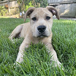 Winchester, VA - Cairn Terrier/Schnauzer (Standard). Meet PATRICK a Pet ...