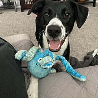 adopt a pet