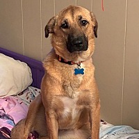 adopt a pet
