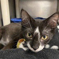 adopt a pet