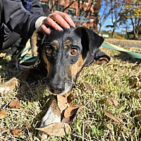 adopt a pet