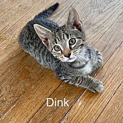 Thumbnail photo of Dink (Baby Boy) #1