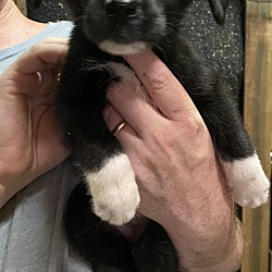 Photo of Dojo~adopted!