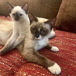 bonded pet photo