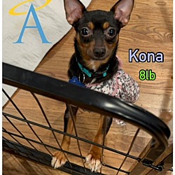 Thumbnail photo of Kona #1