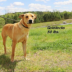 Photo of Goldielocks
