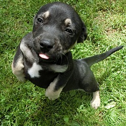 Thumbnail photo of Orca~adopted! #2