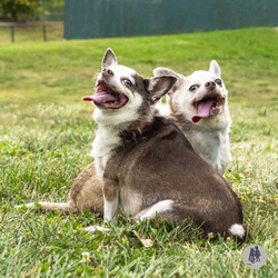 Thumbnail photo of Lucy PP w/ Bud #3