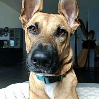 adopt a pet