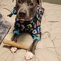 adopt a pet