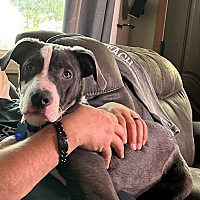 adopt a pet