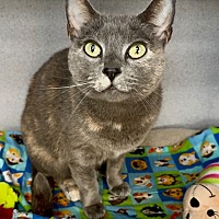 CASHMERE - Domestic Shorthair available for adoption