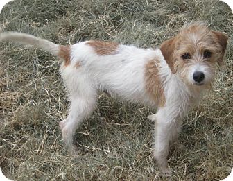 wire fox terrier jack russell mix