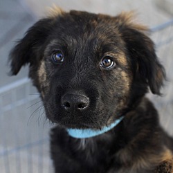 Thumbnail photo of Enzo-Adopted! #1