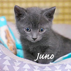 Thumbnail photo of Juno & Webster #1