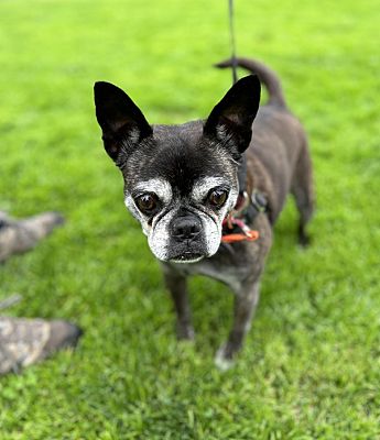 Vancouver, WA - Boston Terrier. Meet Brooklyn a Pet for Adoption