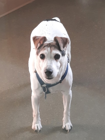 Atlanta, MI - Jack Russell Terrier. Meet Buck a Pet for Adoption