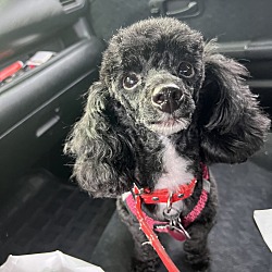 Toy clearance poodle shelter