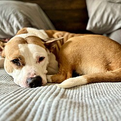 Photo of Daisy- in foster