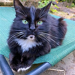 Photo of SIMON - Offered by Owner - In/Out Senior