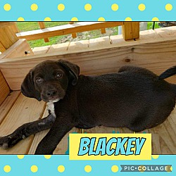 Photo of Blackey