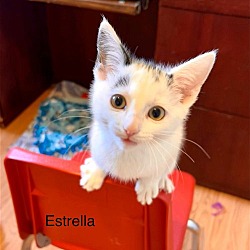 Photo of Estrella