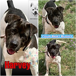 Photo of Harvey