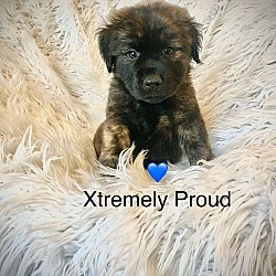 Thumbnail photo of Xtremely Proud #1