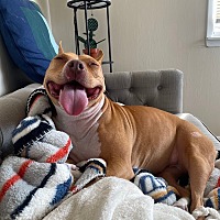 adopt a pet