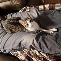 adopt a pet