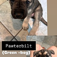 adopt a pet