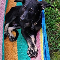 adopt a pet