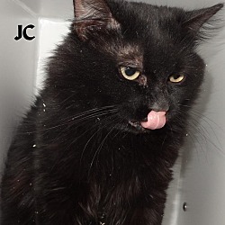 Thumbnail photo of JC--BLACK CATS RULE! #2