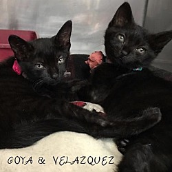 Thumbnail photo of VELAZQUEZ and GOYA #2