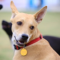 Thumbnail photo of Vito (Formosan Mountain Dog) #4